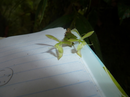 Epidendrum adnatum Ames & C.Schweinf. 2