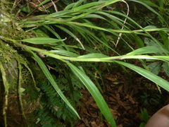Epidendrum adnatum