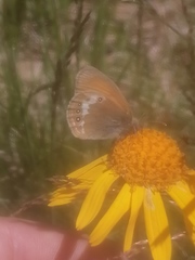 Coenonympha gardetta darwiniana