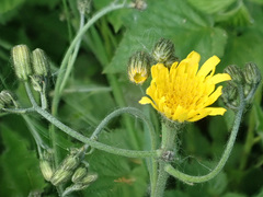 Hieracium sylvularum