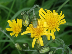 Hieracium sylvularum