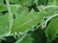 Hieracium sylvularum