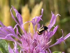 Cryptocephalus vittatus