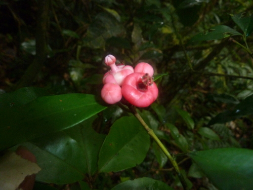 Symphonia globulifera - Leaves