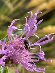 Cryptocephalus vittatus