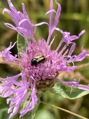 Cryptocephalus vittatus