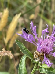 Cryptocephalus vittatus