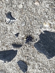 Lycorma delicatula