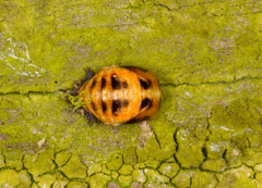 Harmonia axyridis