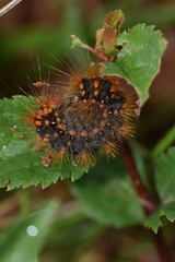 Acronicta auricoma