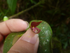 Pleurothallis navisepala