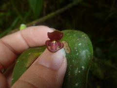 Pleurothallis navisepala