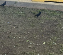 Sturnus vulgaris