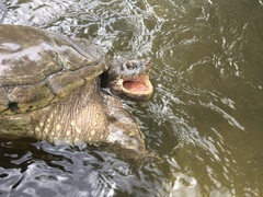 Chelydra serpentina