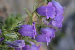 Campanula speciosa