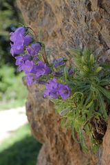 Campanula speciosa