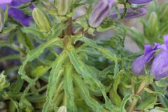 Campanula speciosa