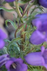 Campanula speciosa