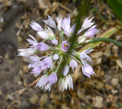 Allium bisceptrum