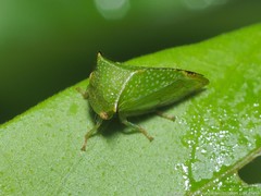 Stictocephala militaris