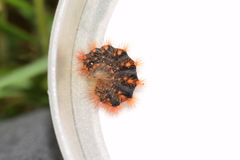 Acronicta auricoma