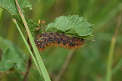 Acronicta auricoma