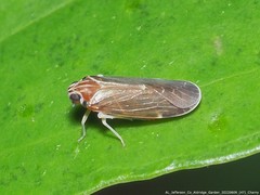 Synecdoche impunctata