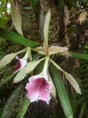 Trichopilia marginata