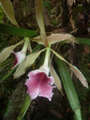 Trichopilia marginata