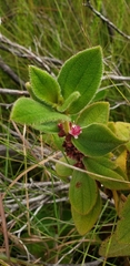 Miconia sericea