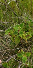 Miconia sericea