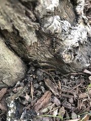 Xylotrechus convergens