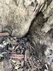 Xylotrechus convergens
