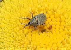 Odontocorynus salebrosus