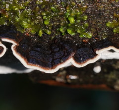 Datronia brunneoleuca
