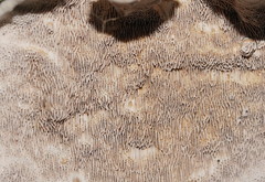 Datronia brunneoleuca