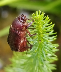 Aplidia transversa transversa