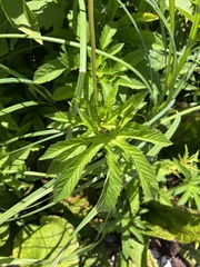 Filipendula rubra