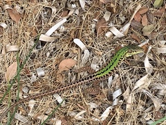 Podarcis siculus campestris