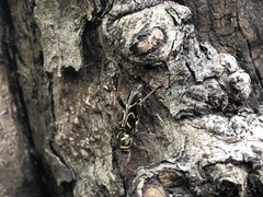 Xylotrechus convergens