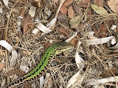 Podarcis siculus campestris
