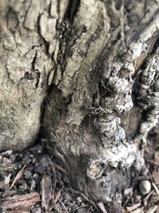 Xylotrechus convergens