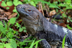 Ctenosaura pectinata