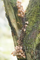 Mycena clarkeana
