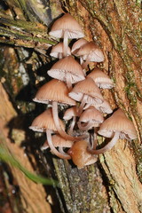 Mycena clarkeana