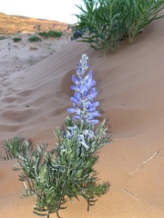 Sophora stenophylla