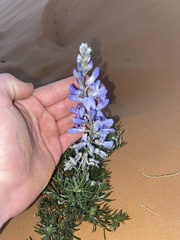 Sophora stenophylla