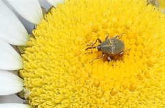 Odontocorynus salebrosus