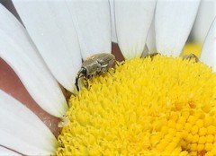 Odontocorynus salebrosus