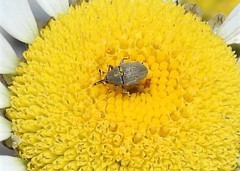 Odontocorynus salebrosus